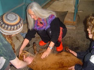 Flower of Life - April 2005 - Buffalo Ranch - What an experience this was for all of us. A baby buffalo was turned the wrong way in her mothers womb.....