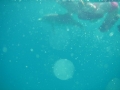 Swimming with the Dolphins and Orbs